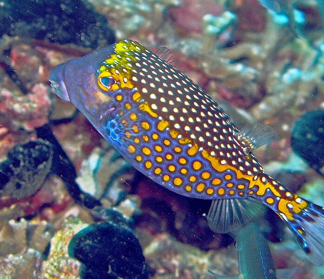 <p>A whitespotted boxfish, similar to the purple boxfish studied in the research</p>