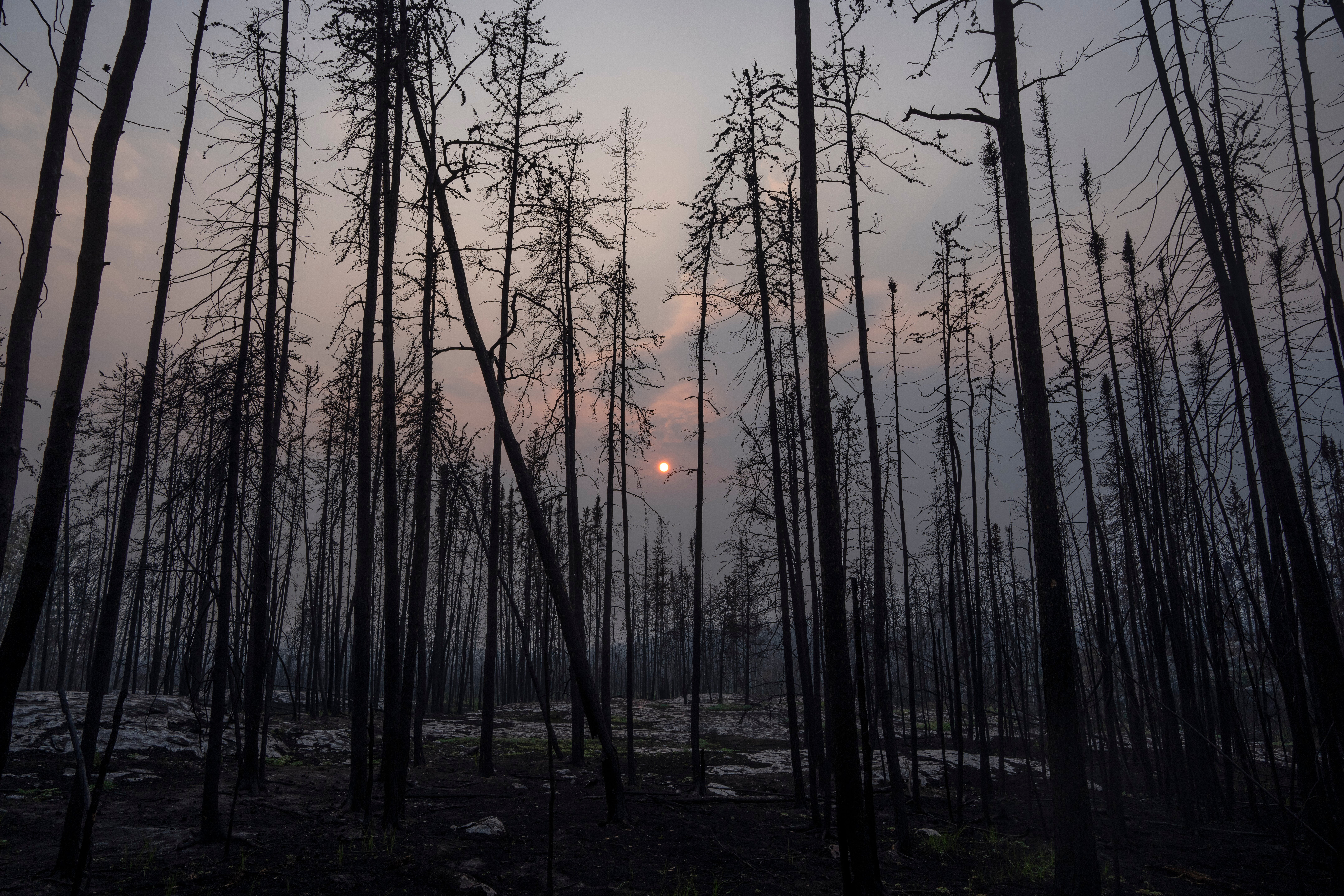 <p>Wildfire pollution has been linked to a surge in eczema cases </p>