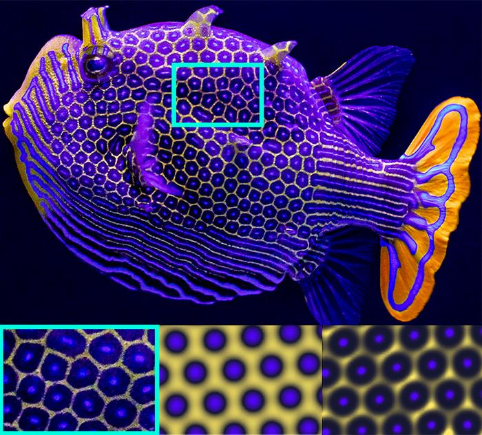 Top: A male ornate boxfish (aracana ornata). Bottom left: a close-up of the boxfish’s natural hexagonal pattern. Bottom center: fish pattern simulation based on Turing’s reaction-diffusion theory. Bottom right: pattern based on the CU Boulder engineer’s diffusiophoresis