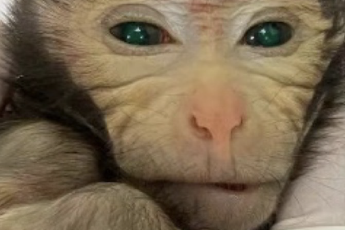 أذهل العلماء بأول ولادة حية لقرد “خيميري”