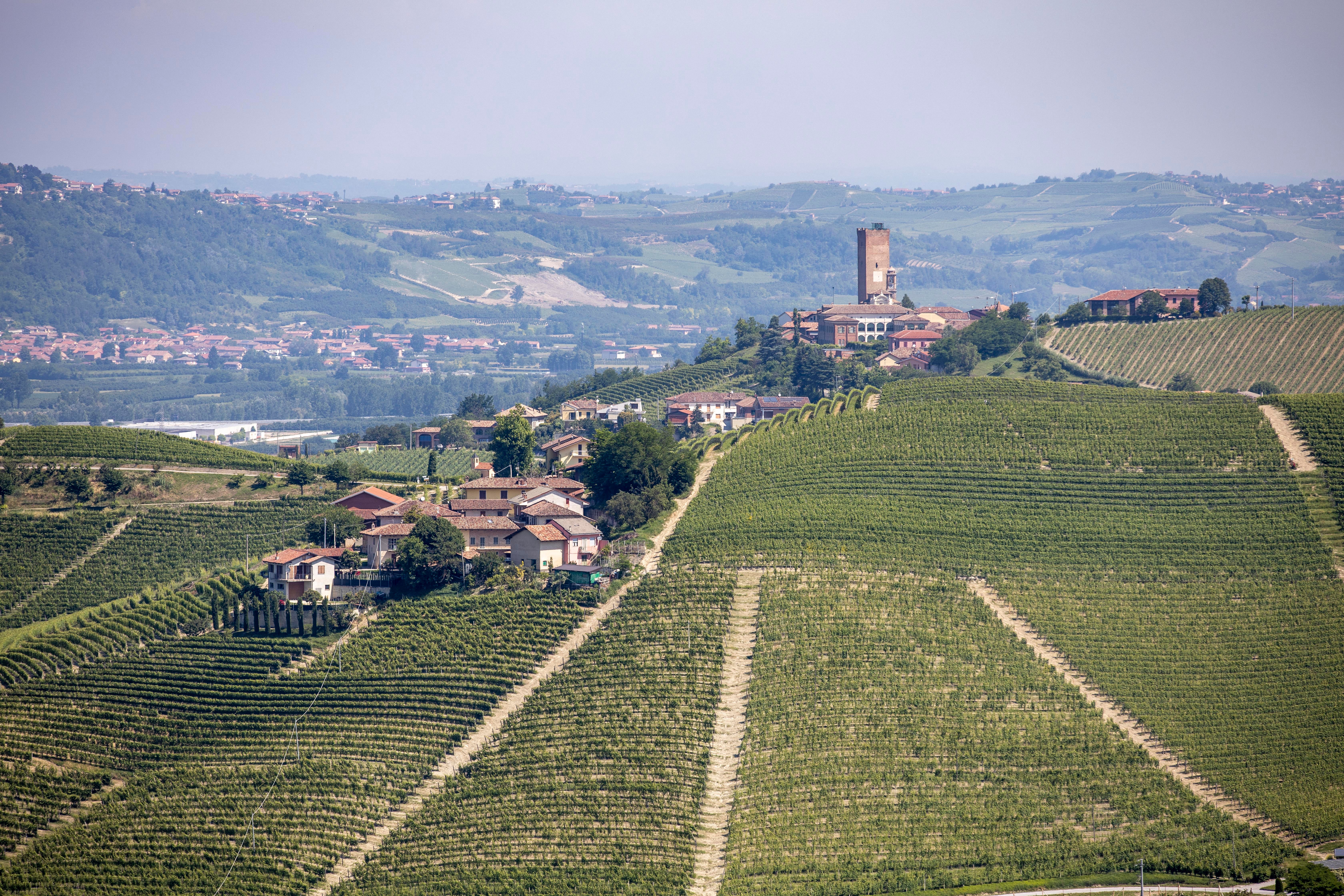 Barbaresco wine is produced in the vineyards of the Piedmont region