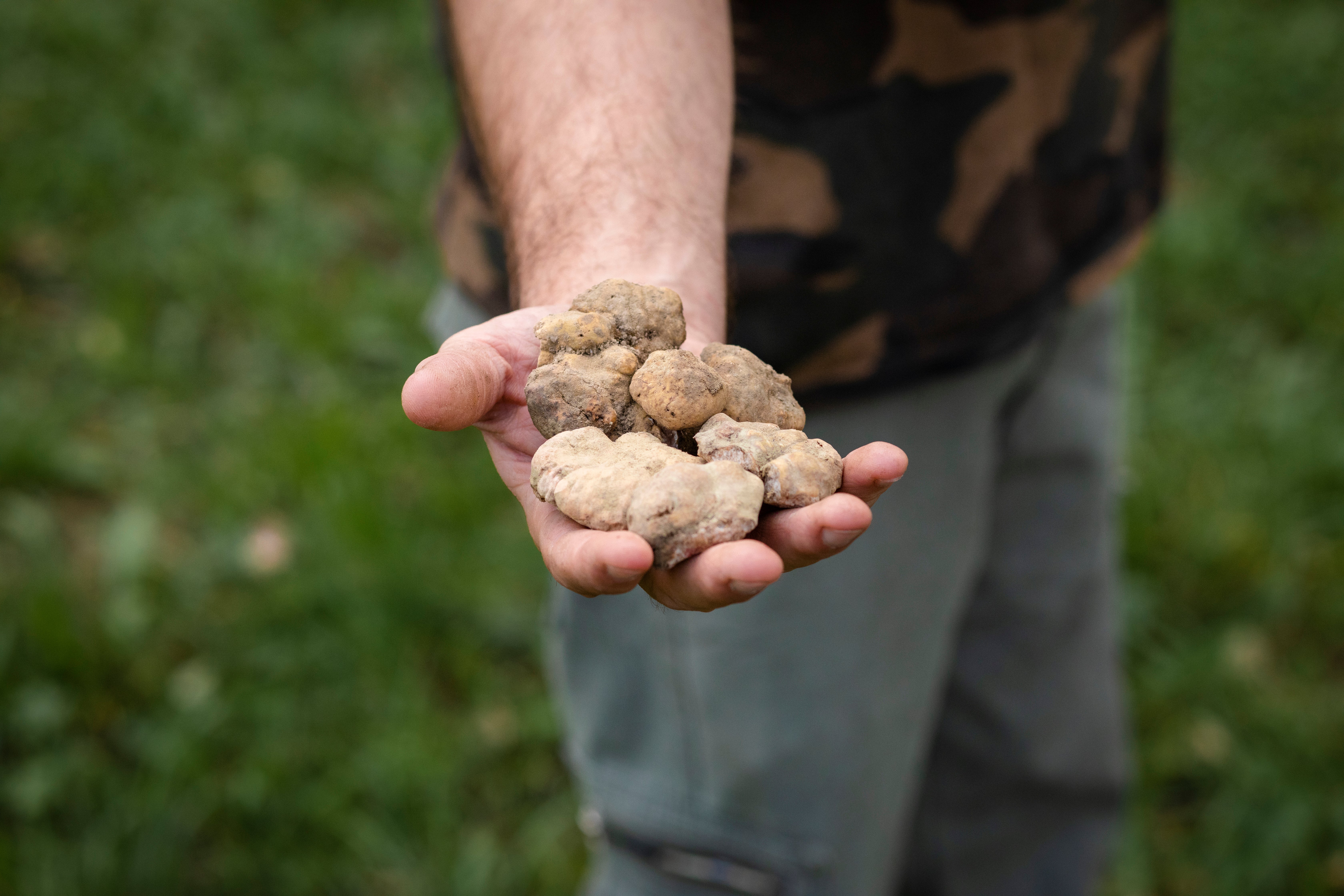 Northern Italy is the place to head to for fresh truffle