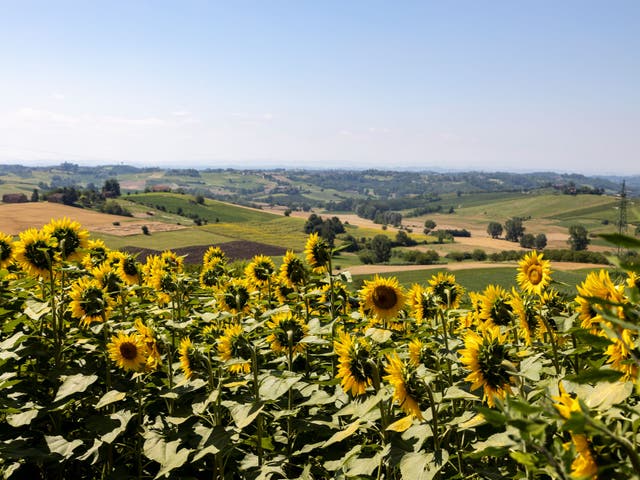 <p>Monferrato offers unspoilt vistas in Italy’s Piedmont region</p>