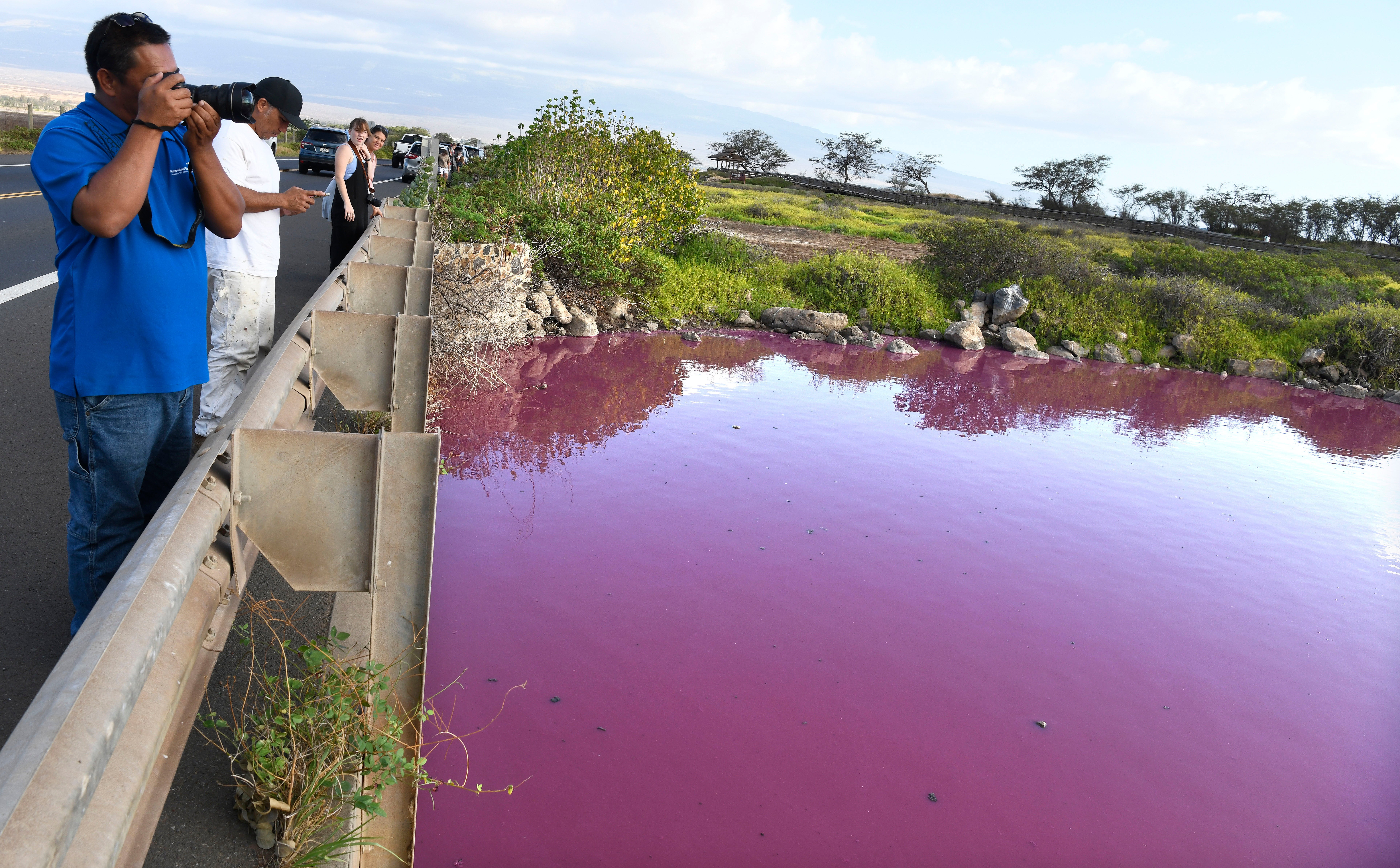 Hawaii-Pink Pond