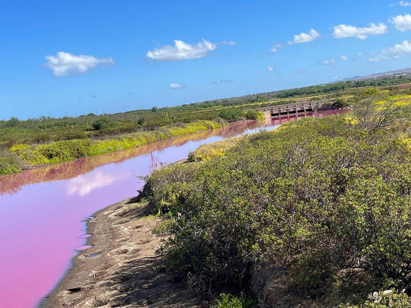 Hawaii-Pink Pond