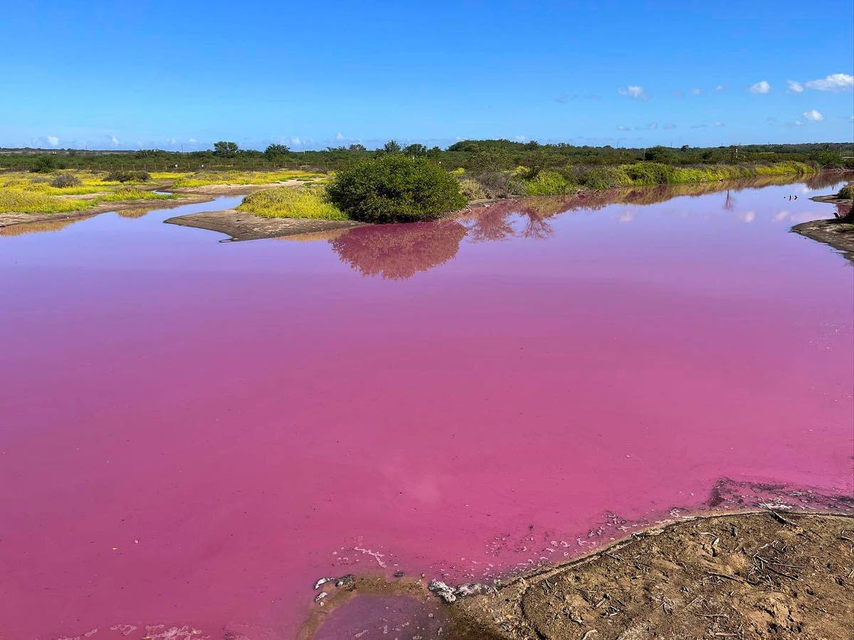 Wildlife refuge pond in Hawaii mysteriously turns bright pink. Drought may be to blame Wildlife refuge pond in Hawaii mysteriously turns bright pink. Drought may be to blame