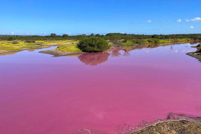 Hawaii-Pink Pond