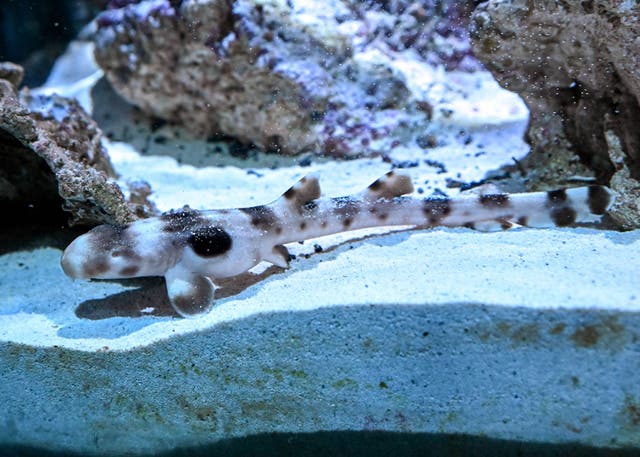 <p>An epaulette shark pup that hatched on August 23 at Brookfield Zoo can now be seen in the Living Coast habitat</p>