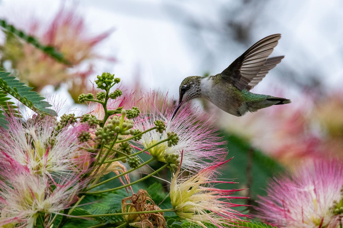 High-speed cameras finally reveal how acrobatic hummingbirds fly ...