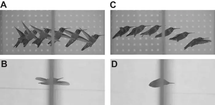 Panels A and B show the side-on and underneath view of a hummingbird passing through an aperture sideways. C and D show the same views of the hummingbird passing through an aperture like a bullet with its wings swept back.