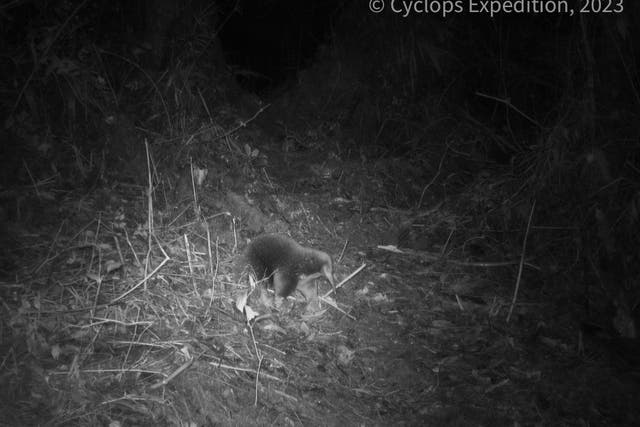 Attenborough’s long-beaked echidna caught on camera for the first time (Cyclops Expedition/PA)
