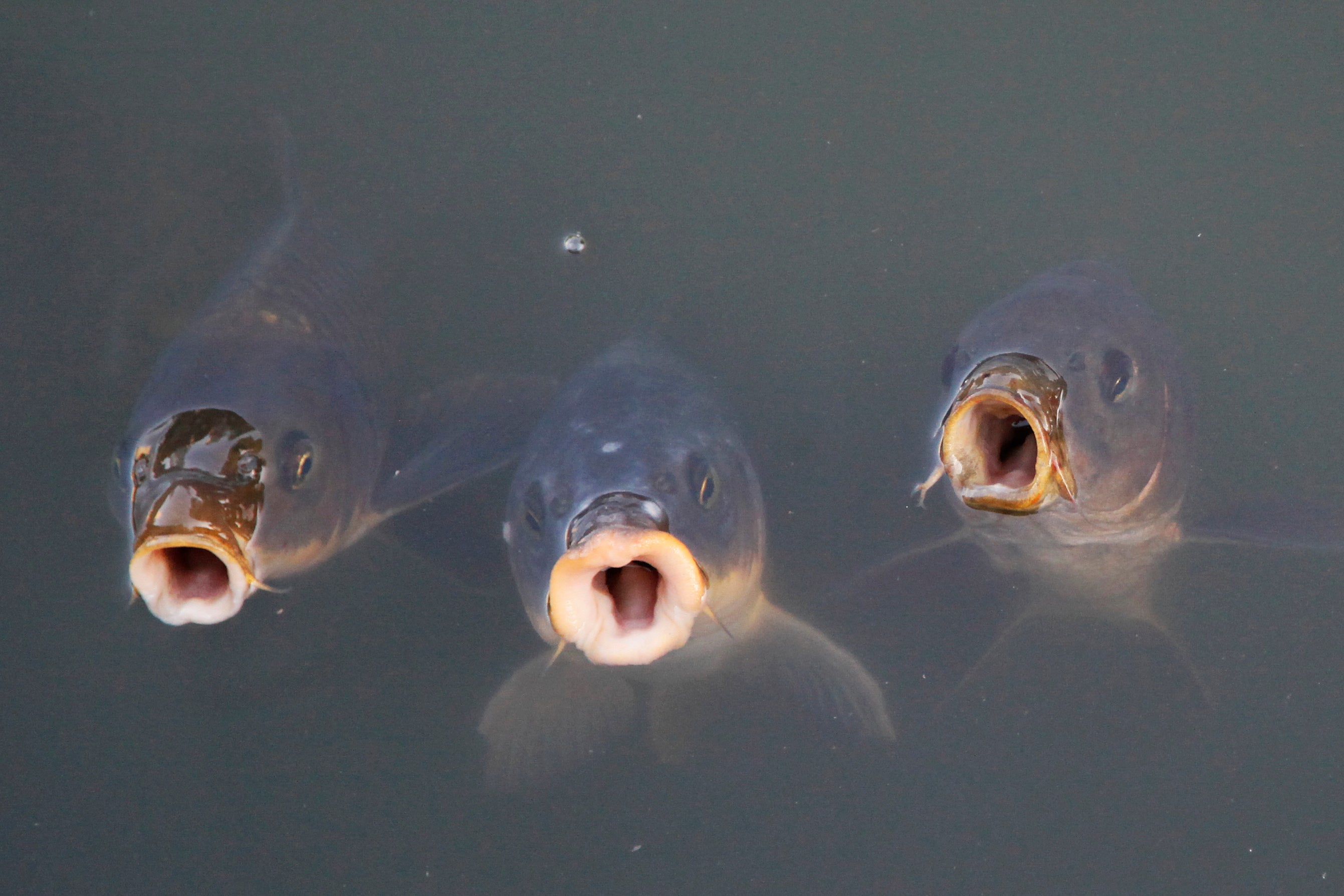 Japan China Koi Explainer
