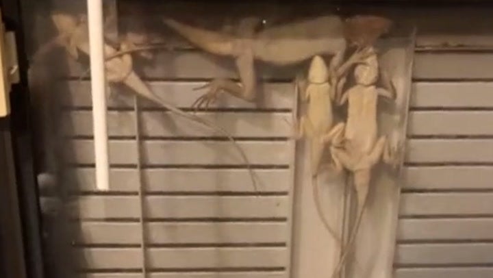 <p>Lizards huddle together on homeowner’s window to ‘shelter from cold’ in Florida.</p>
