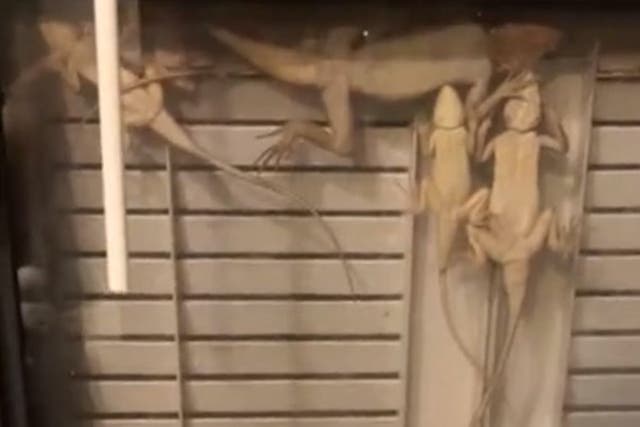 <p>Lizards huddle together on homeowner’s window to ‘shelter from cold’ in Florida.</p>