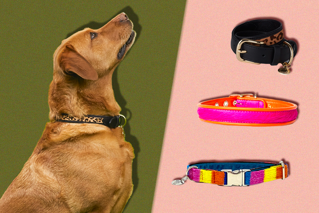 <p>We tried out the collars on two very different dogs – a Bedlington terrier and an enormous Rhodesian Ridgeback</p>