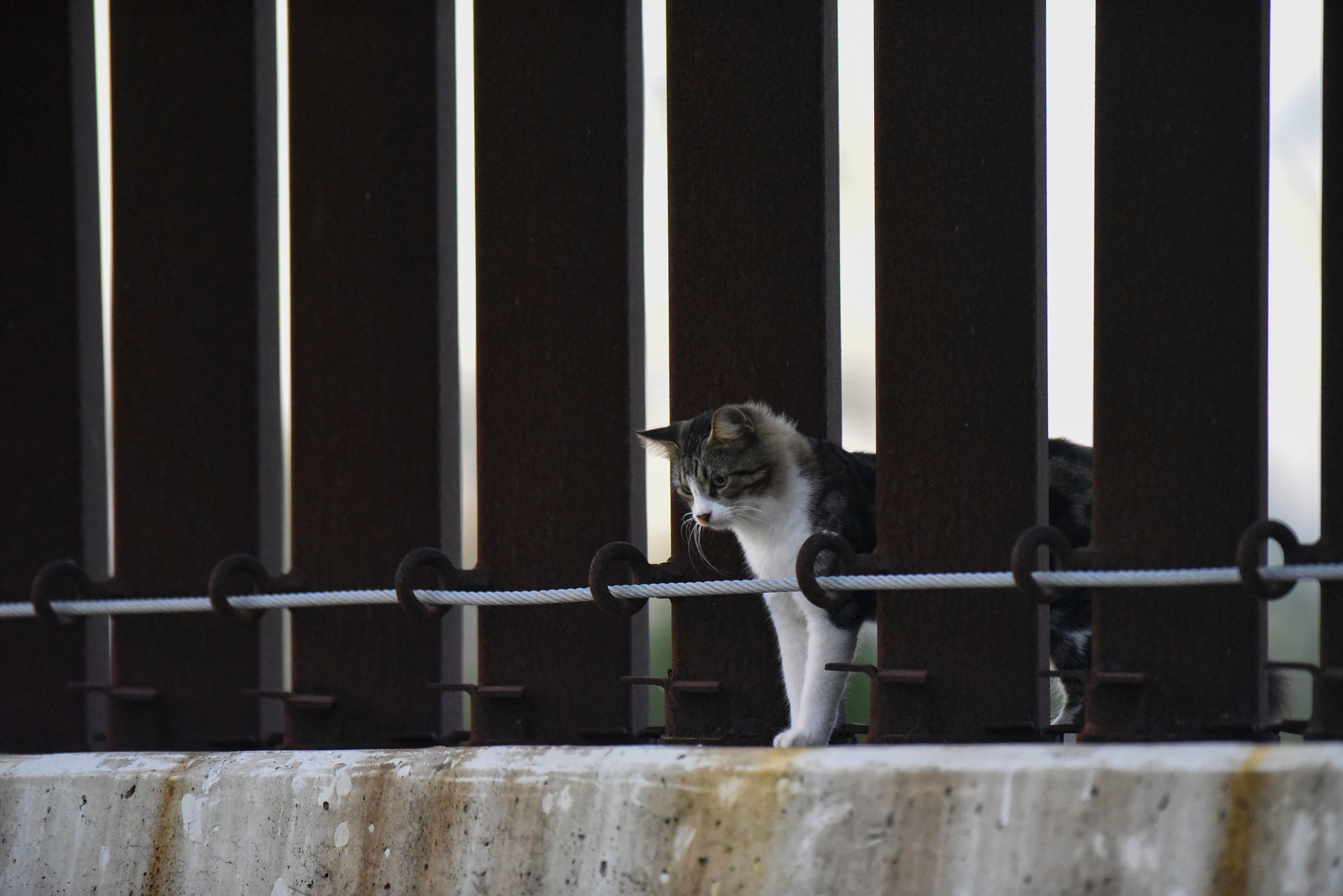 Immigration Biden Wall
