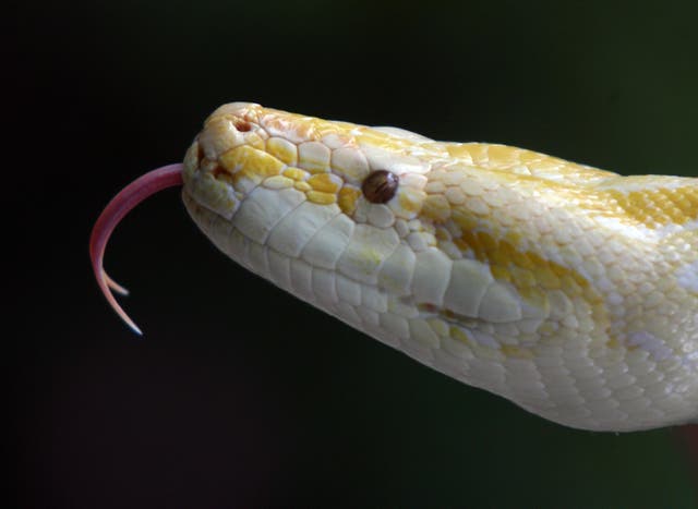 <p>File: A Yellow Python on display at a fudraiser </p>