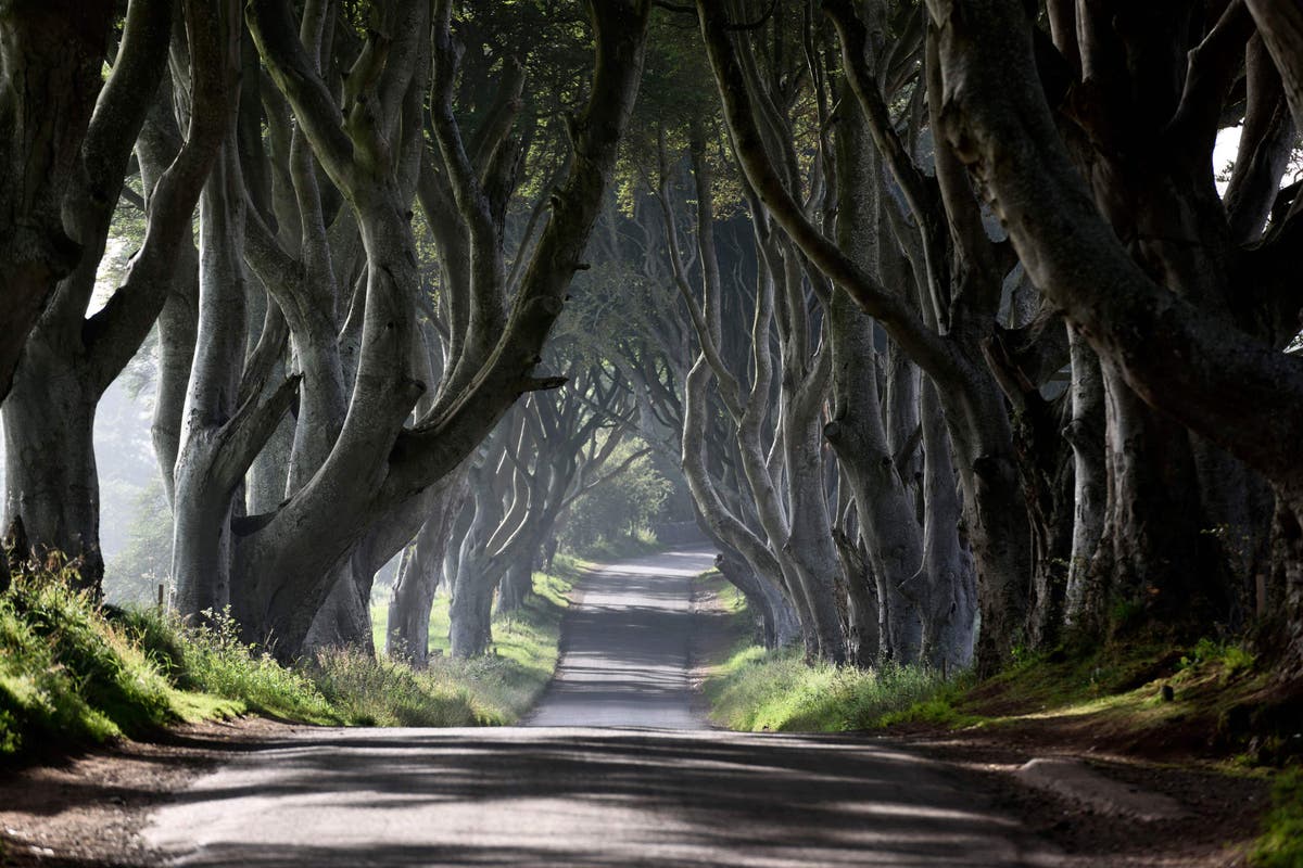 ‘Dangerous’ Dark Hedges trees featured in Game of Thrones to be cut down