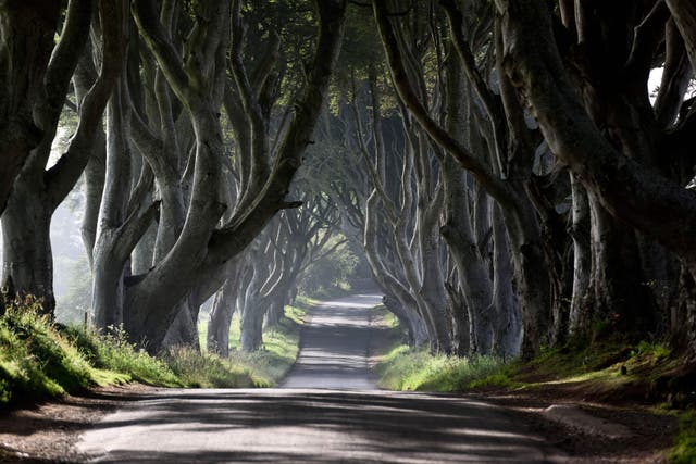<p>The Dark Hedges in Co Antrim were made famous by Game Of Thrones in 2012</p>