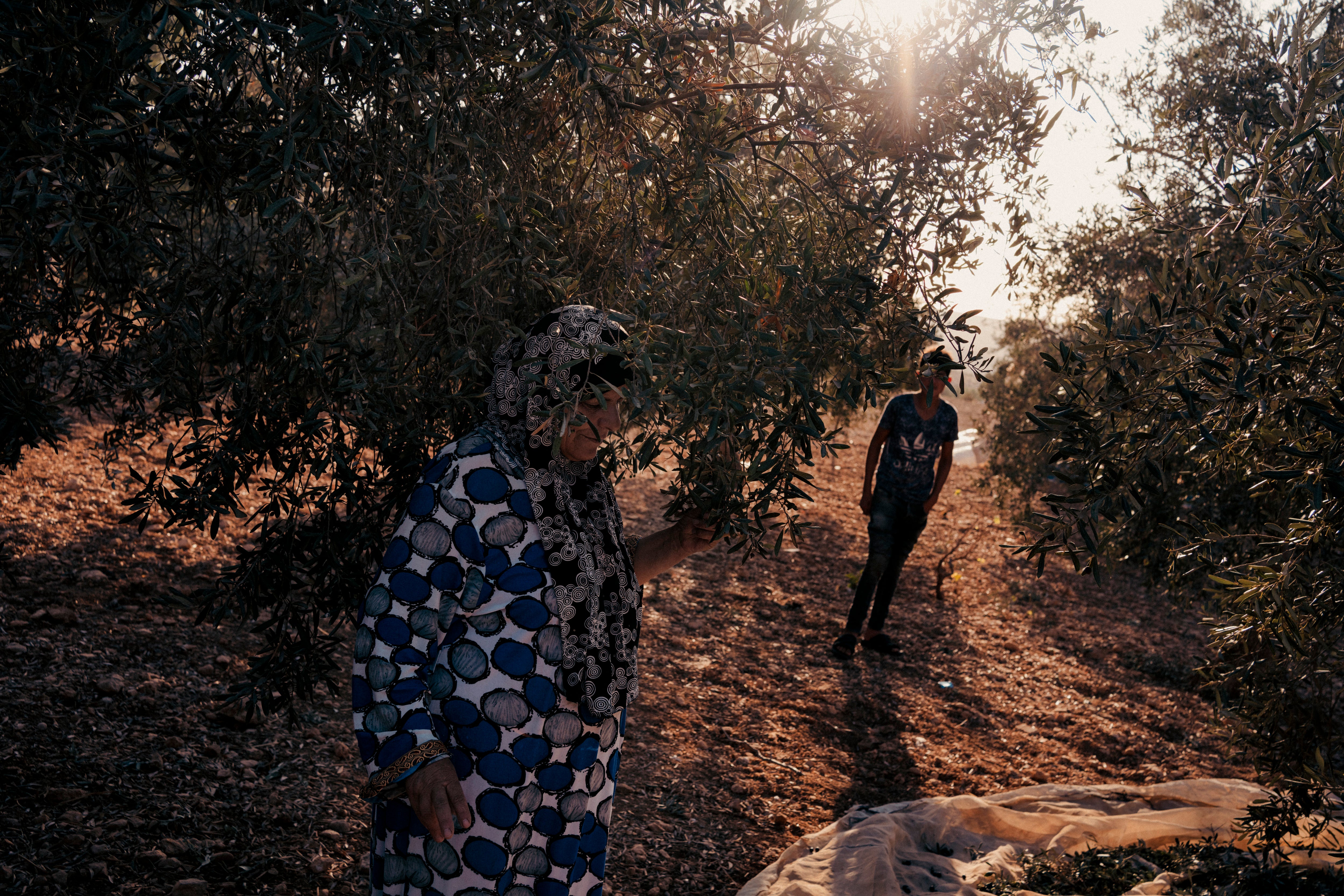 Palestinians pick olives near their village. Settler attacks tend to increase during the olive-picking season, preventing Palestinians accessing their land