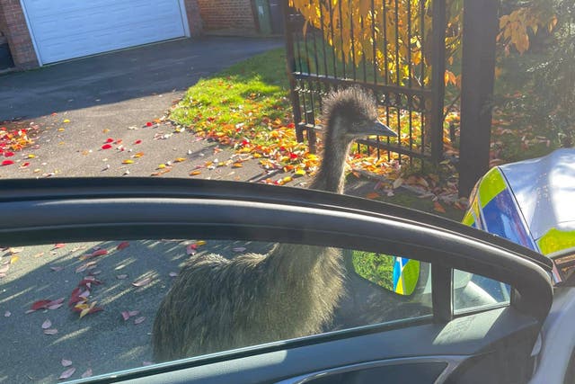 An emu has been safely returned to his owners after he escaped from a home in Kent (Kent Police/PA)