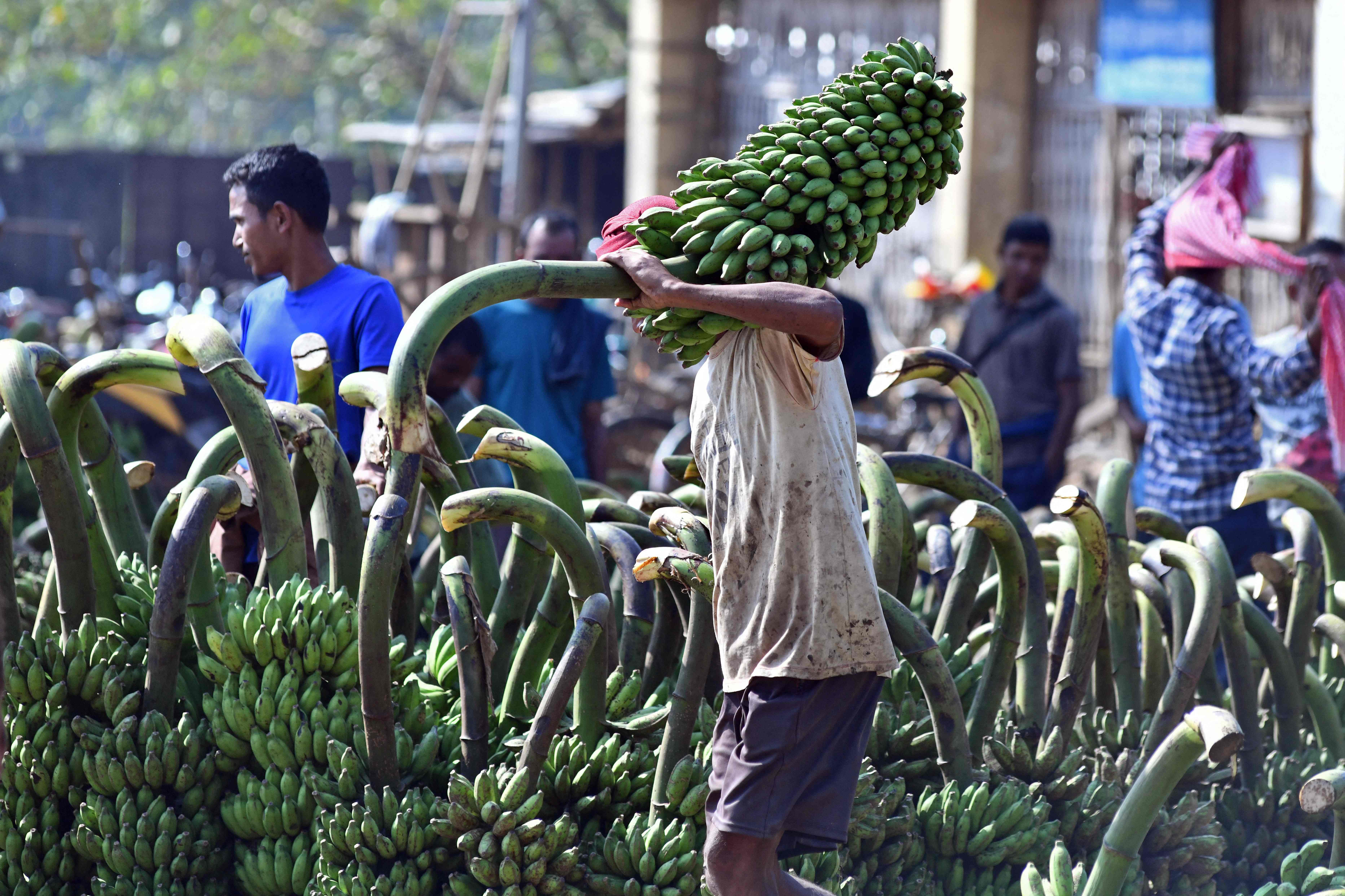 A fruit vendor carries bananas to sell at Daranggiri market in Goalpara district of India’s Assam stat