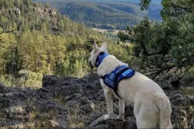 <p>Taos Search and Rescue shared this image of a dog involved in the search for Rich Moore</p>