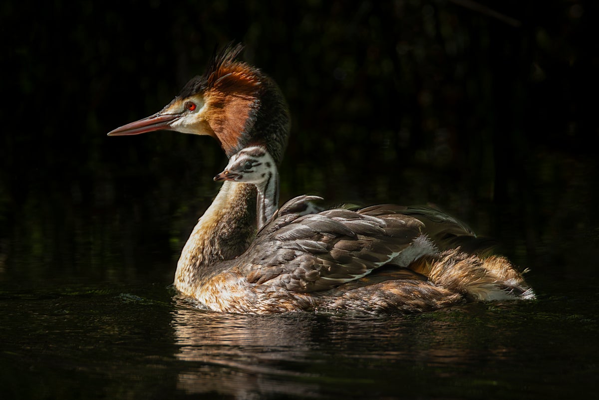 New Zealand Bird Election 46911