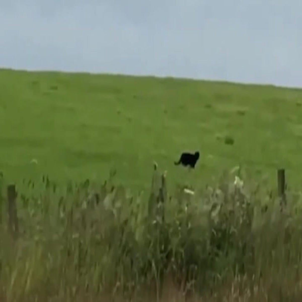 Black panther' spotted in Scotland just a 'large domestic cat