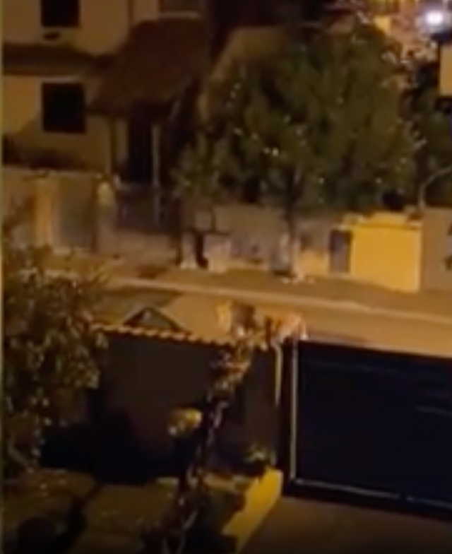 <p>Kimba wandered the residential streets and appeared to look back as he was videoed</p>