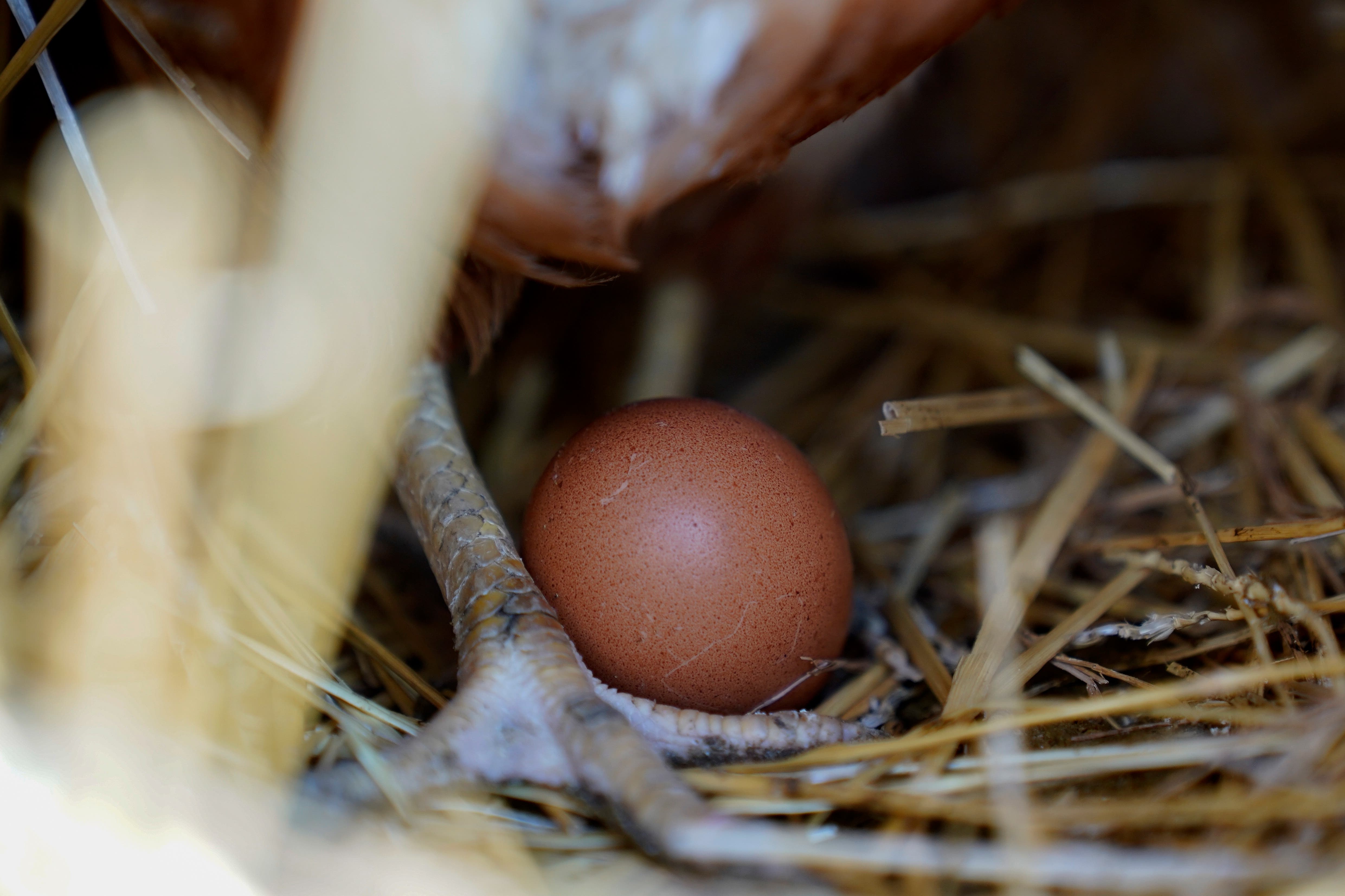 More than four million chickens to be killed after bird flu hits egg farm - Vimarsana News