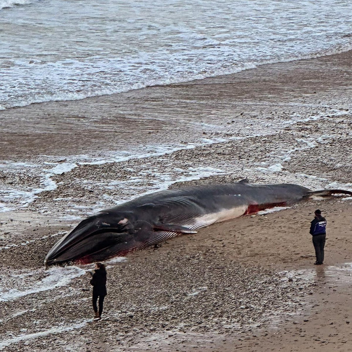 Huge whale washes up on Newquay beach