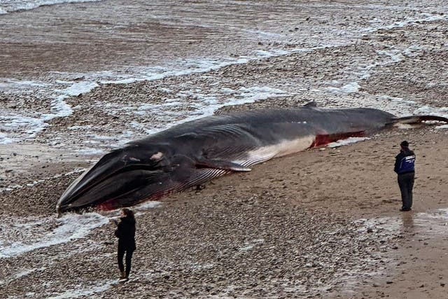 <p>Sad scenes as the ‘beautiful’ Whale was found dead on Fistral Beach</p>