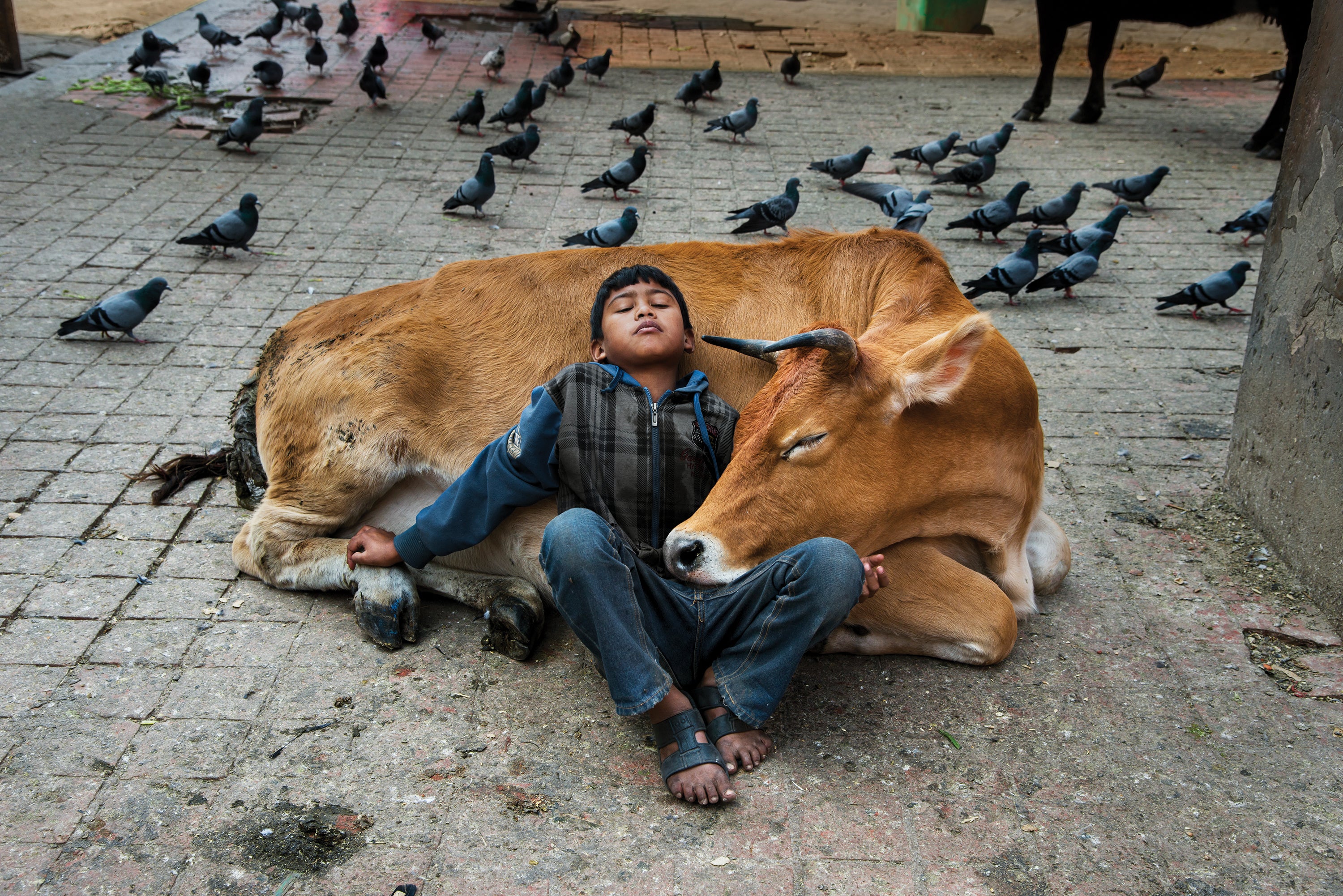 A boy rests against a cow in Kathmandu, Nepal. Cows roam freely in the Himalayan kingdom and are considered sacred by the 80 per cent of Nepalis who are Hindu