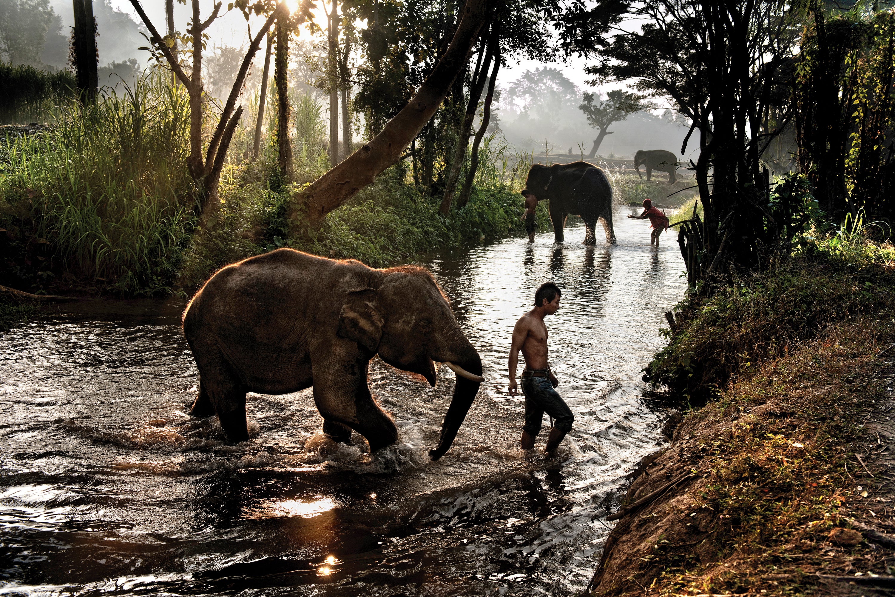 A mahout – who dedicate their lives to caring for a specific elephant – leads one of the animals at a rescue sanctuary in Chiang Mai, Thailand