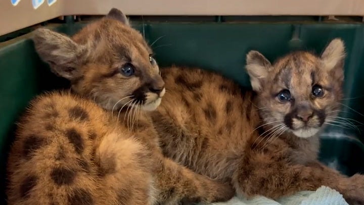 Continued development increases the likelihood of mountain lion/human conflict; these California cubs were orphaned last year and taken in by Oakland Zoo after their mother was believed to be hit by a car