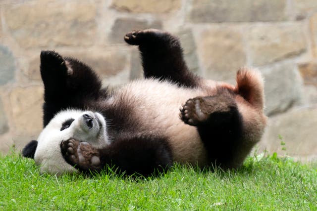 <p>File: Giant panda Xiao Qi Ji plays at his enclosure at the Smithsonian National Zoo in Washington</p>