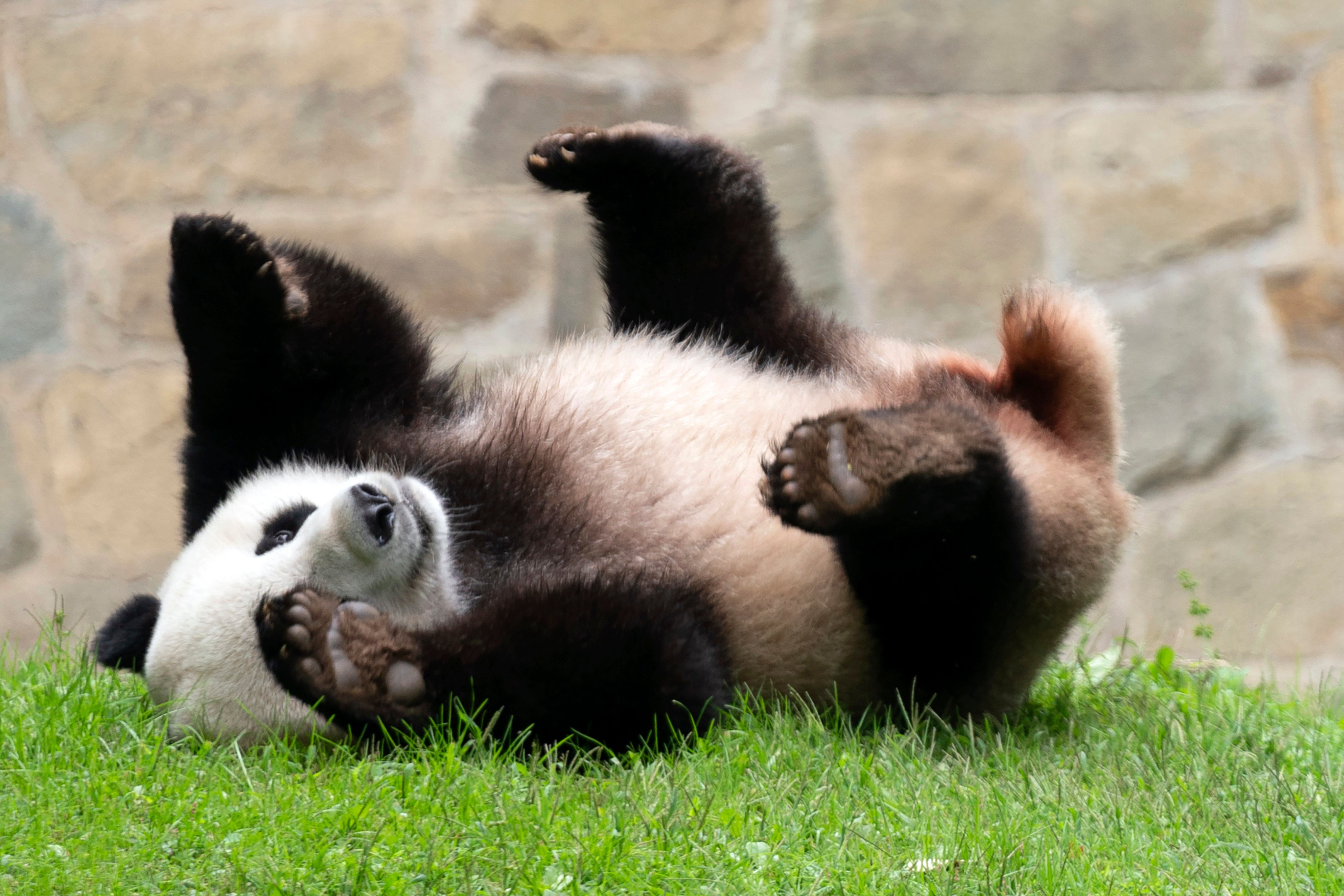 PANDAS GIGANTES