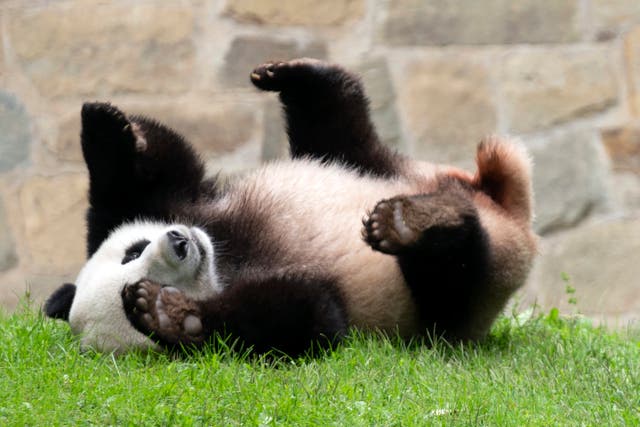 PANDAS GIGANTES