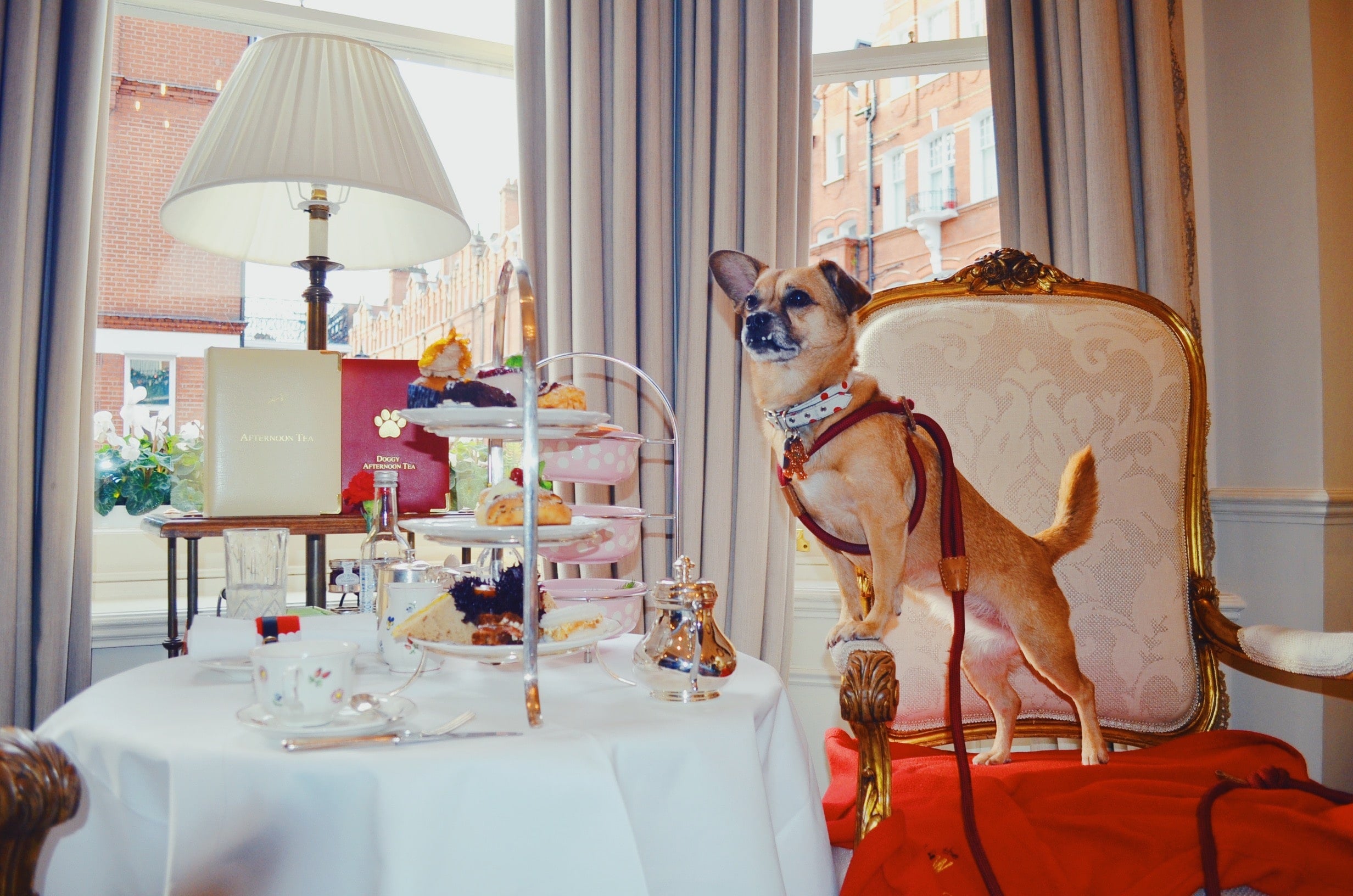 Artemis enjoying some afternoon tea