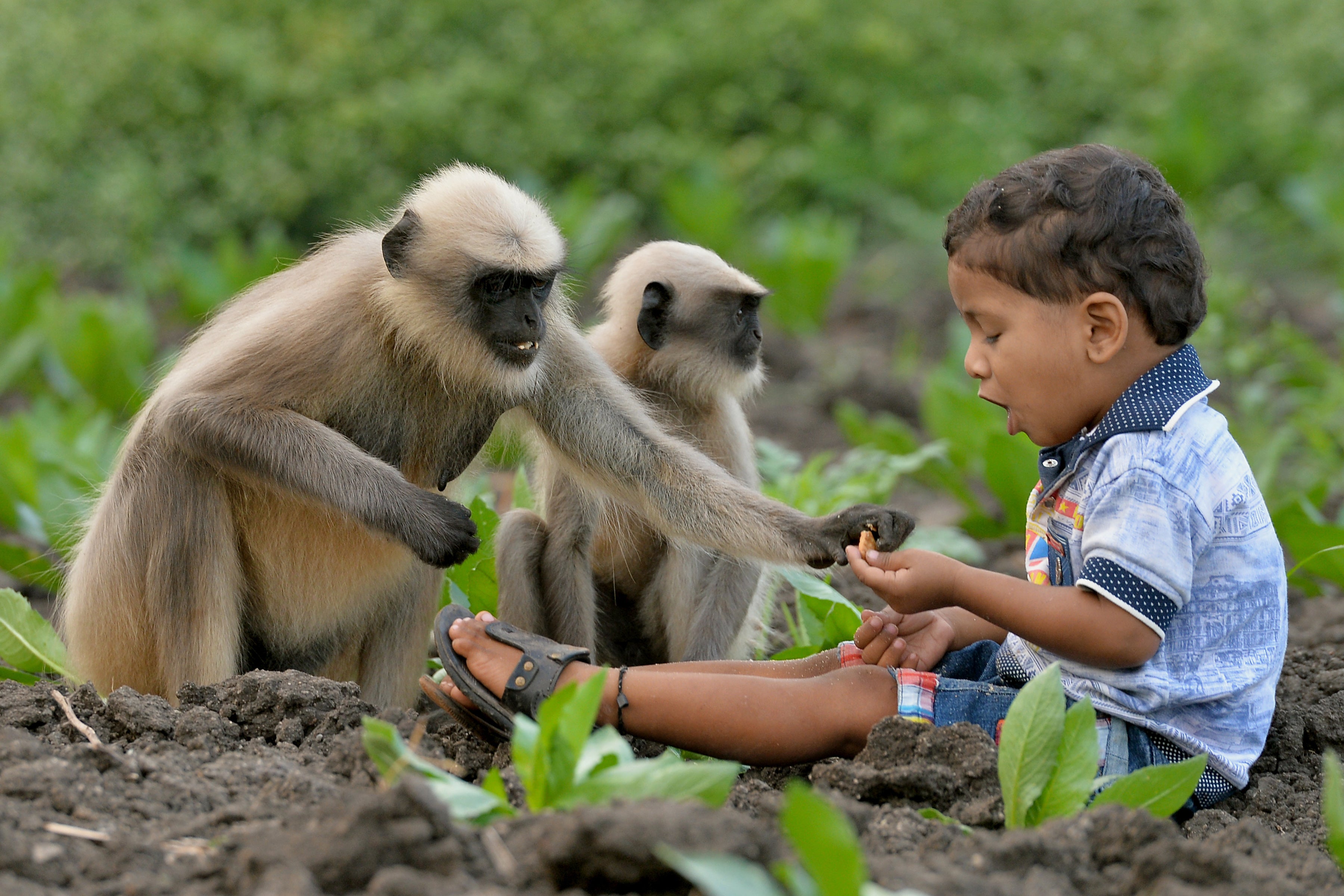 Representational image showing an Indian child feeding monkeys