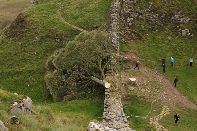 The felled tree at Sycamore Gap shocked and upset many people (Owen Humphreys/PA)