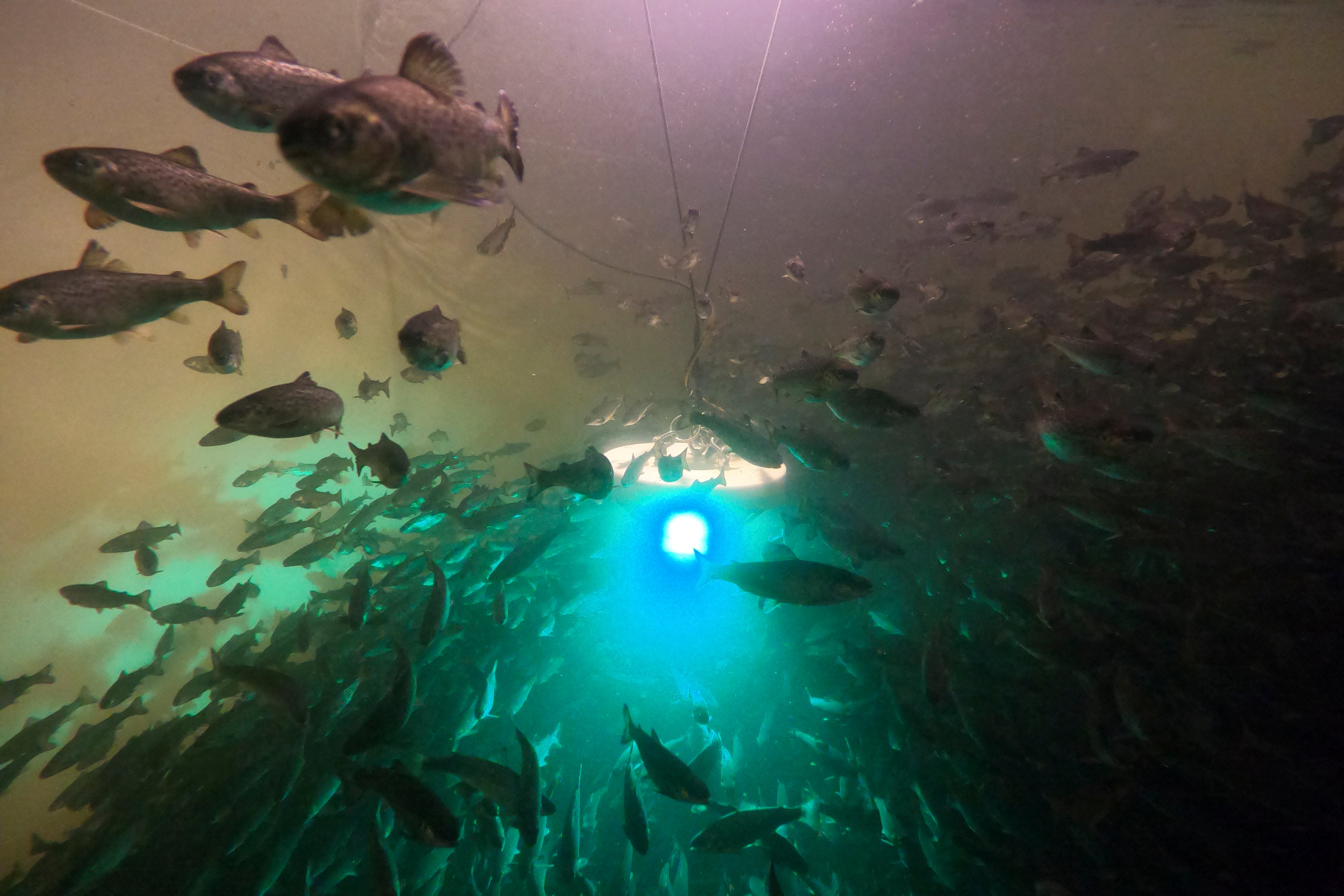 Protein Problem Fish Farms