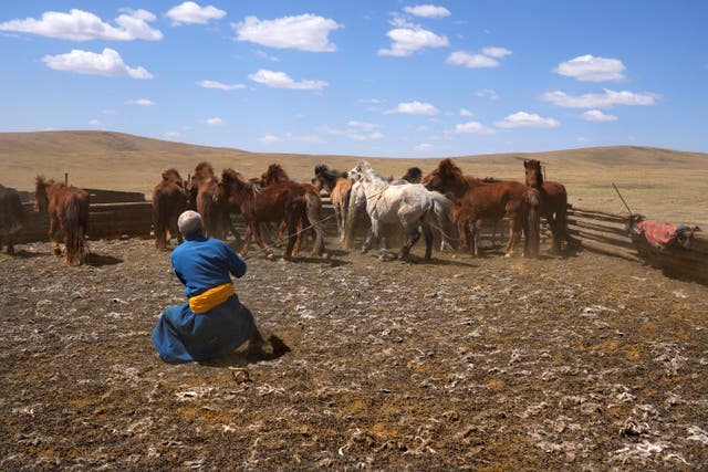 Protein Problem Pastoralism Mongolia Photo Essay