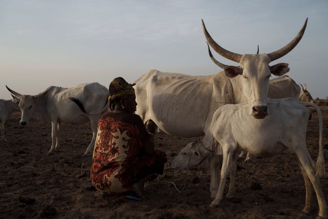 Protein Problem Pastoralism Senegal Photo Essay