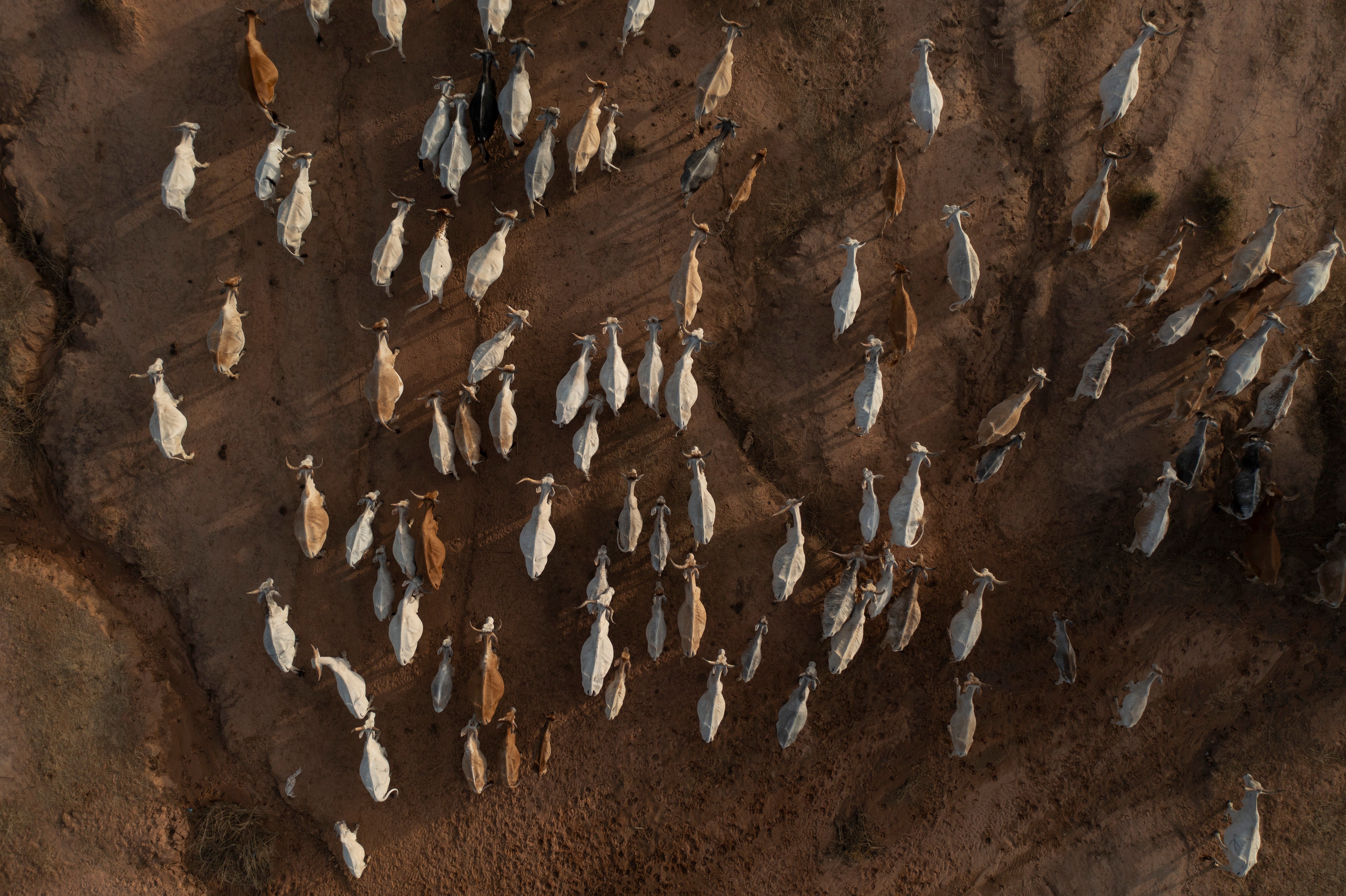 Protein Problem Pastoralism Senegal Photo Essay