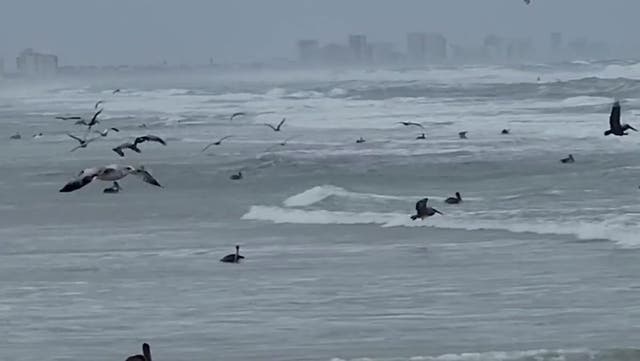 <p>Pelicans display bizarre ‘feeding frenzy’ off Florida coast.</p>