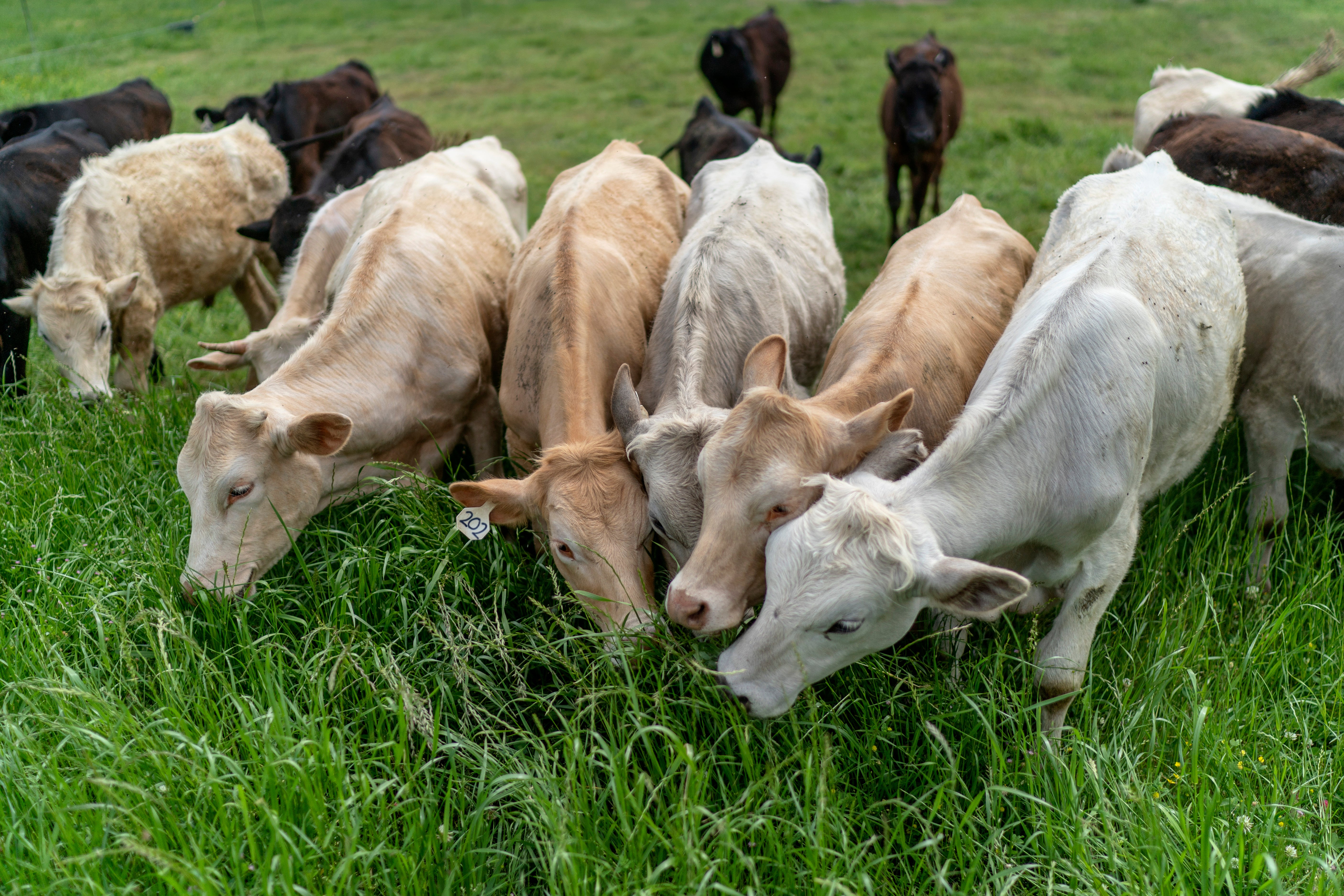 <p>Cattle grazing on long grass in Lufkin, Texas, as ranchers who voted for President Donald Trump begin to express frustration over his handling of the economy</p>