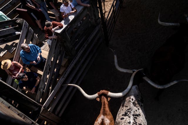 Protein Problem Texas Beef Culture Photo Essay