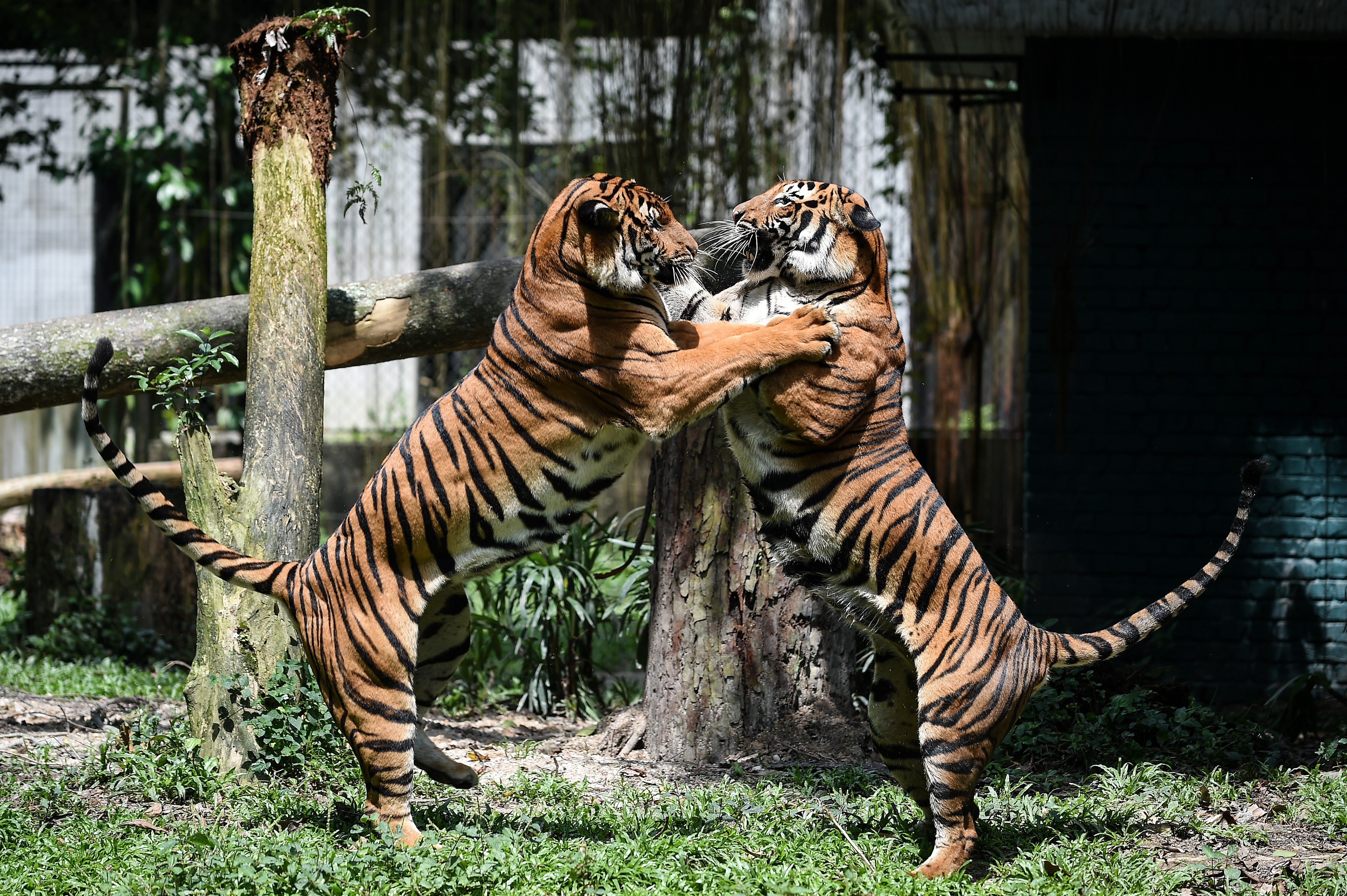 File: Two Malayan tigers fight at the National Zoo in Kuala Lumpur